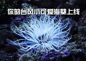 海葵是动物还是植物?（海葵，广结良缘的“肉食者”）