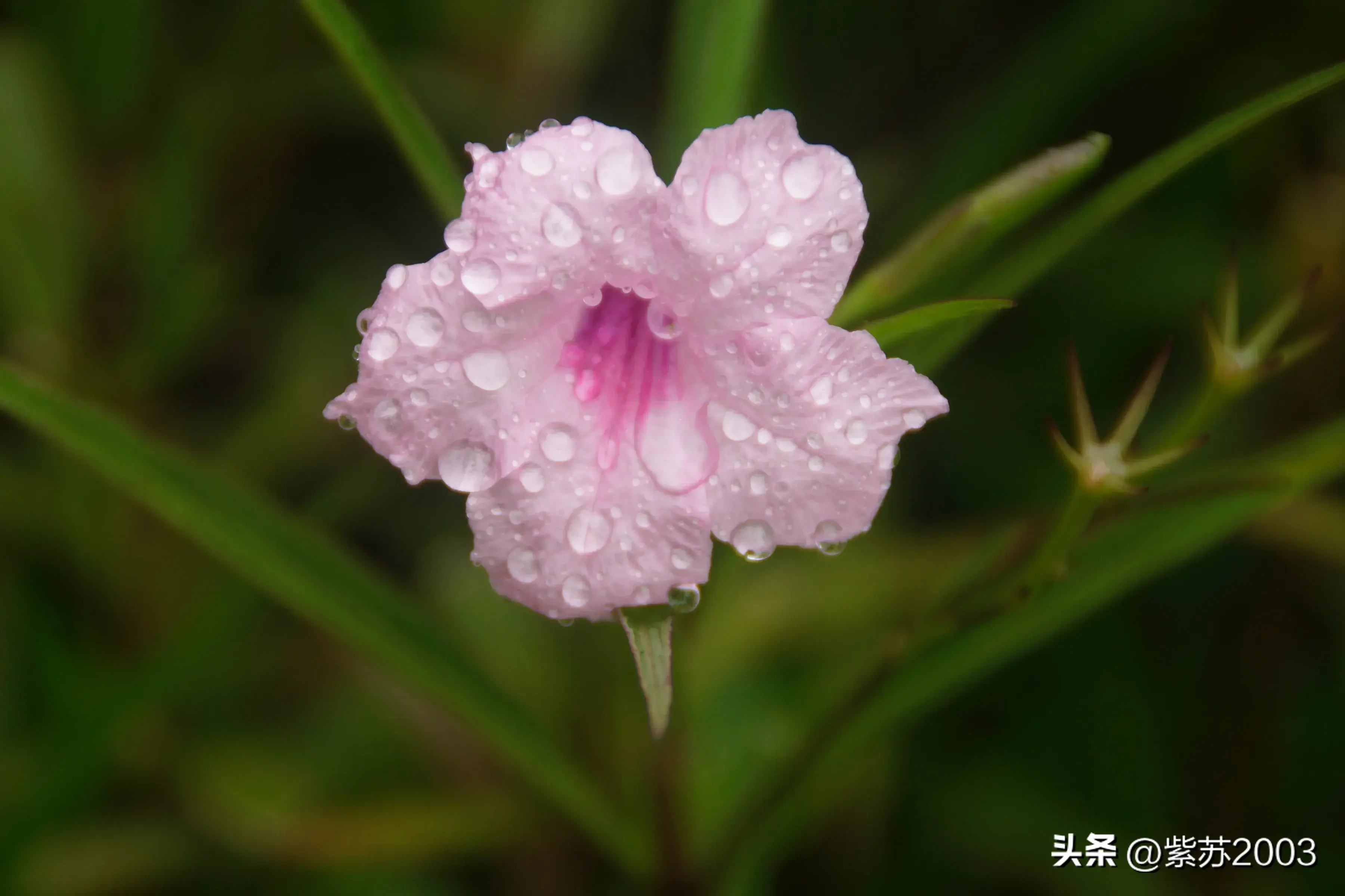 雨中漫步（雨中漫步之二）-第2张图片-拓城游