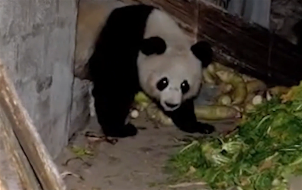 食铁兽是哪种动物 古代被称为食铁兽的动物是什么（四川出现“食铁兽”，进村捡骨头吃，吃饱了把猪赶走，睡在猪圈里）-第5张图片-拓城游