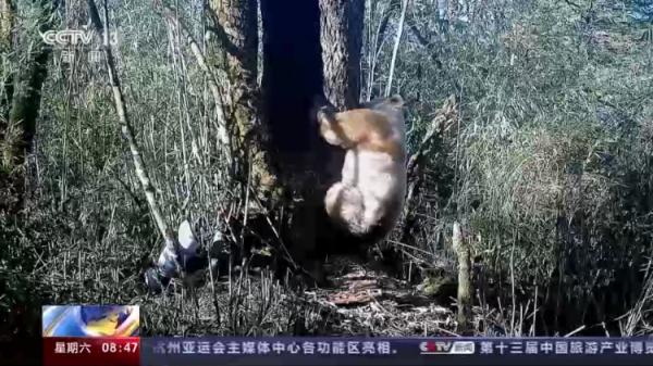 已知唯一野生白色熊猫确认为雄性这一发现有什么意义（谜底揭晓！全球唯一野生白色大熊猫的性别是）-第3张图片-拓城游