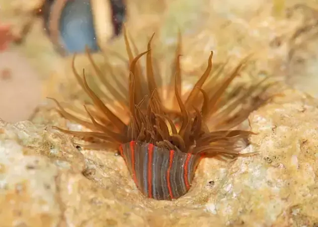 海葵是动物还是植物?（海葵，广结良缘的“肉食者”）-第5张图片-拓城游