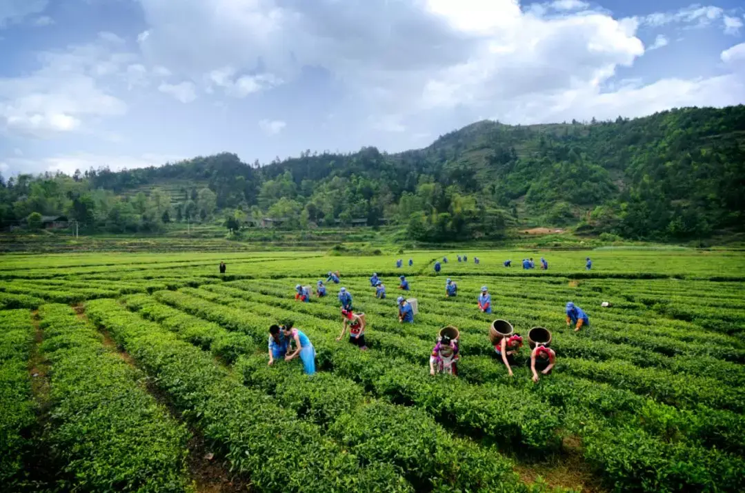 花花连连看的游戏简介（春天发来邀请函！）-第6张图片-拓城游