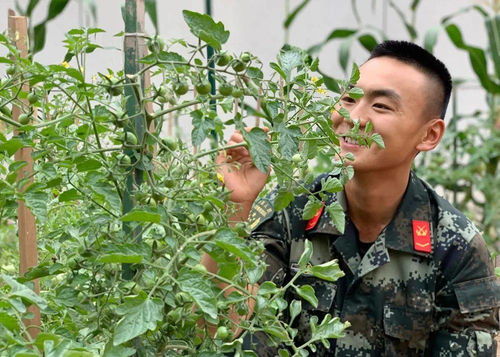 大丰收欢乐农场在什么位置（欢乐农场模式试水菜园直供餐桌）