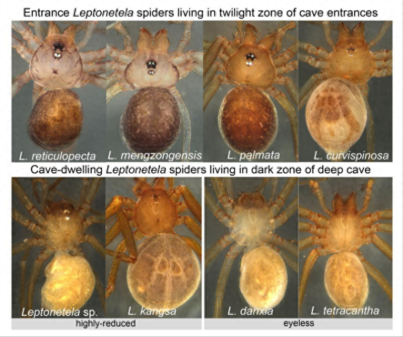 请问这是什么蜘蛛（无眼仍能感光 我科学家团队揭示洞穴蜘蛛奥秘）-第2张图片-拓城游