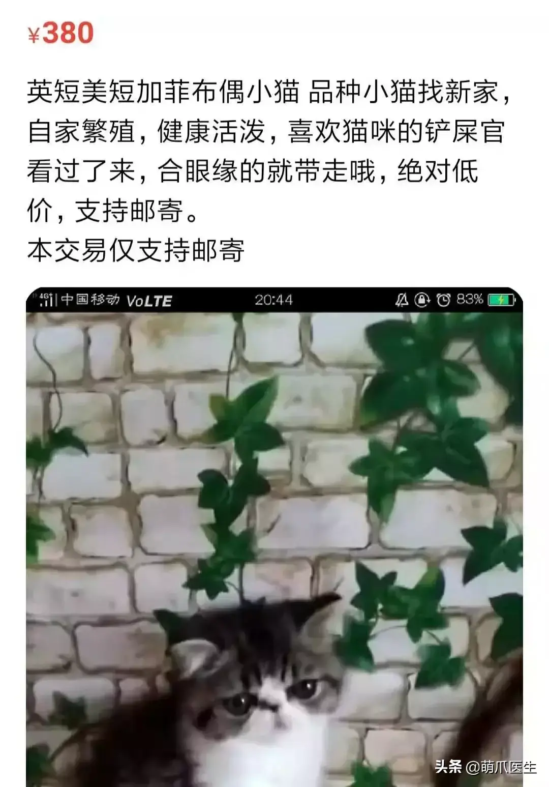 如何阻止猫咪在后院大小便 3种方法来阻止猫咪在后院大小便（准备养猫吗？教你如何辨别后院猫）-第6张图片-拓城游