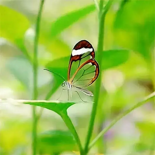 我的相册用英语怎么说（我的相册（21张））-第8张图片-拓城游