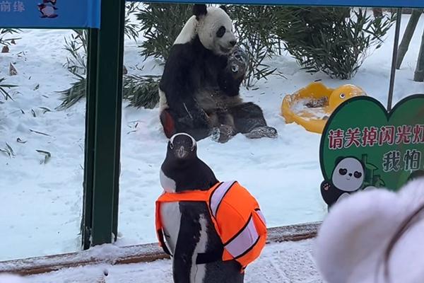 企鹅滑雪写作文（企鹅和大熊猫同框了！哈尔滨极地公园淘学企鹅“出差”亚布力为滑雪节助威）-第5张图片-拓城游