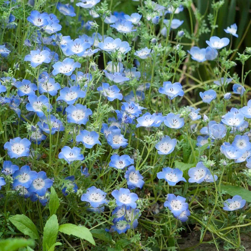 粉蝶花怎么养（蓝色花的喜林草，也叫粉蝶花，植株小巧，养护简单）-第4张图片-拓城游