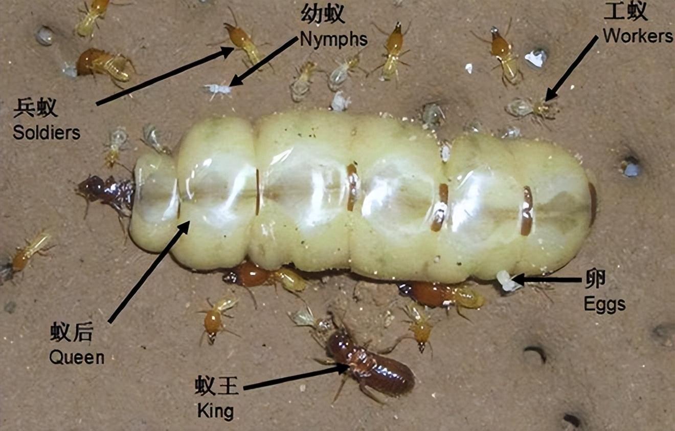 游戏王5d‘s生命洪流龙的效果（“生育机器”蚁后的命运，巅峰每秒一颗卵，为何最后成子女的食物）-第6张图片-拓城游