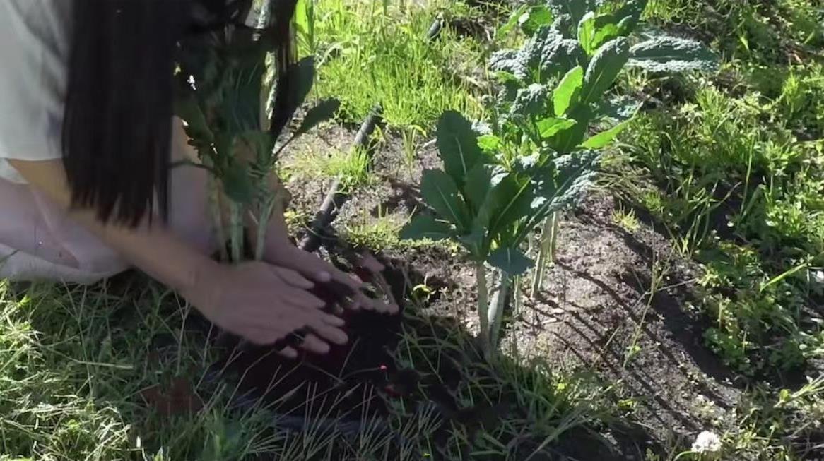 王祖贤定居哪里（王祖贤在温哥华种地，穿白裙跪泥土地接地气，在果架穿梭模样清秀）-第4张图片-拓城游