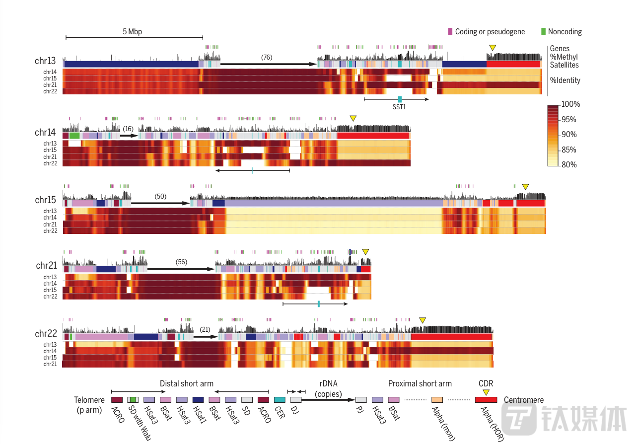 完整人类基因组首次被破译，本研究成果的关键进展利用了什么新的技术设备？（历时22年，超2亿个缺失的人类基因组首次破译｜钛媒体科普）-第3张图片-拓城游