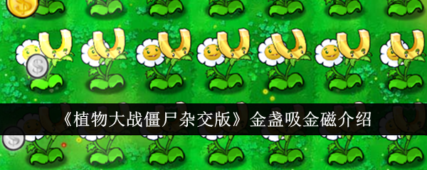 《植物大战僵尸杂交版》金盏吸金磁介绍-植物大战僵尸杂交版游戏攻略推荐