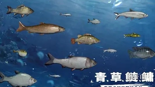 天天钓鱼水族馆收入计算方法-天天钓鱼游戏攻略推荐-第2张图片-拓城游