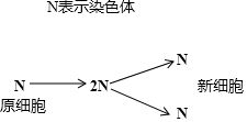 生物体通过细胞分裂使细胞数目不断增多，一个细胞连续分裂4次后，可形成多少个细胞（　　）A．4个B．8个C（《细胞分裂4：双重间谍》：潜入敌军获取信任，与反派斗智斗勇）