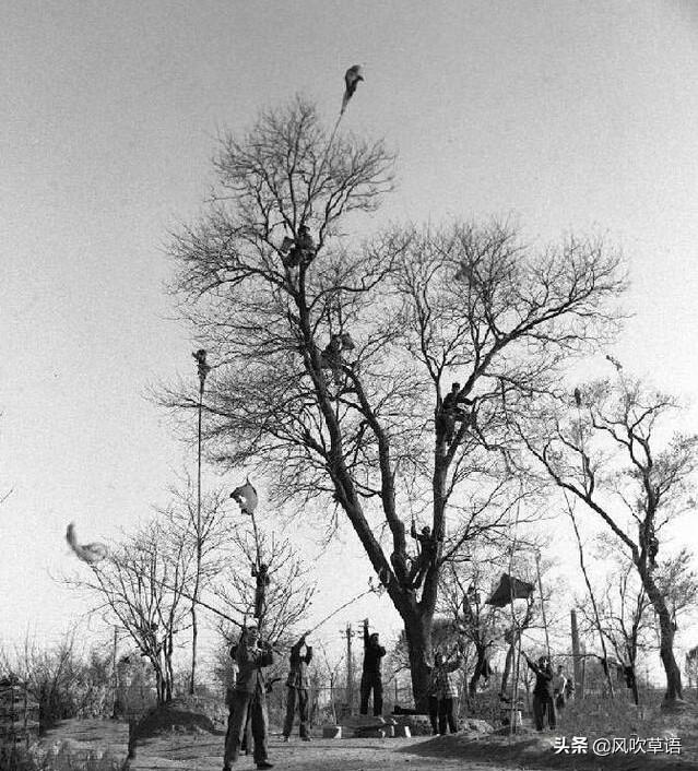 小鸟爆破2有几种模式呢？（旧事重提：疯狂的小鸟，1958年的全民狂热”打家雀”记忆）-第6张图片-拓城游