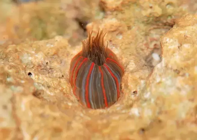 海葵是动物还是植物?（海葵，广结良缘的“肉食者”）-第6张图片-拓城游