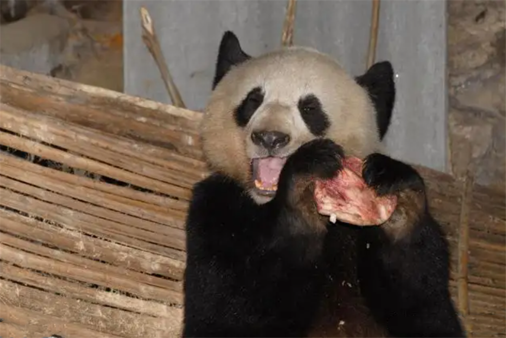 食铁兽是哪种动物 古代被称为食铁兽的动物是什么（四川出现“食铁兽”，进村捡骨头吃，吃饱了把猪赶走，睡在猪圈里）-第3张图片-拓城游