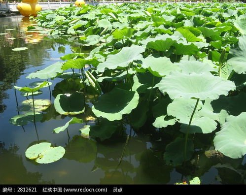 旅游景点荷塘介绍 荷叶塘有什么好玩的景点（范翠华‖野荷塘）