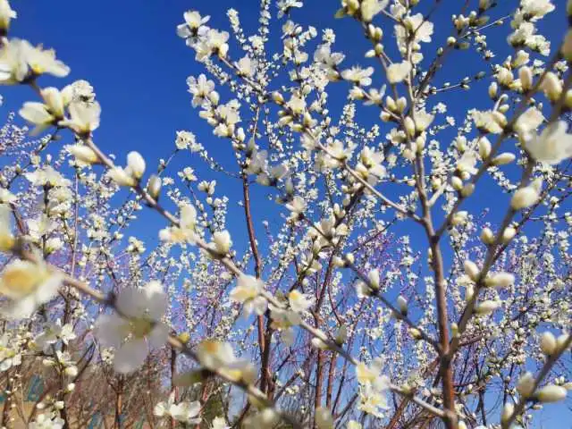 花花连连看的游戏简介（春天发来邀请函！）-第2张图片-拓城游