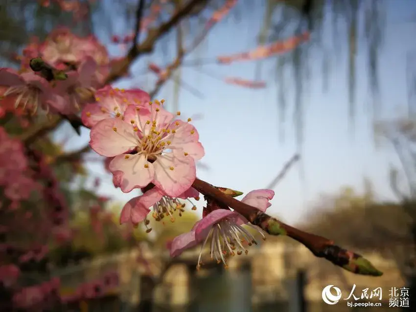 花花连连看的游戏简介（春天发来邀请函！）-第4张图片-拓城游