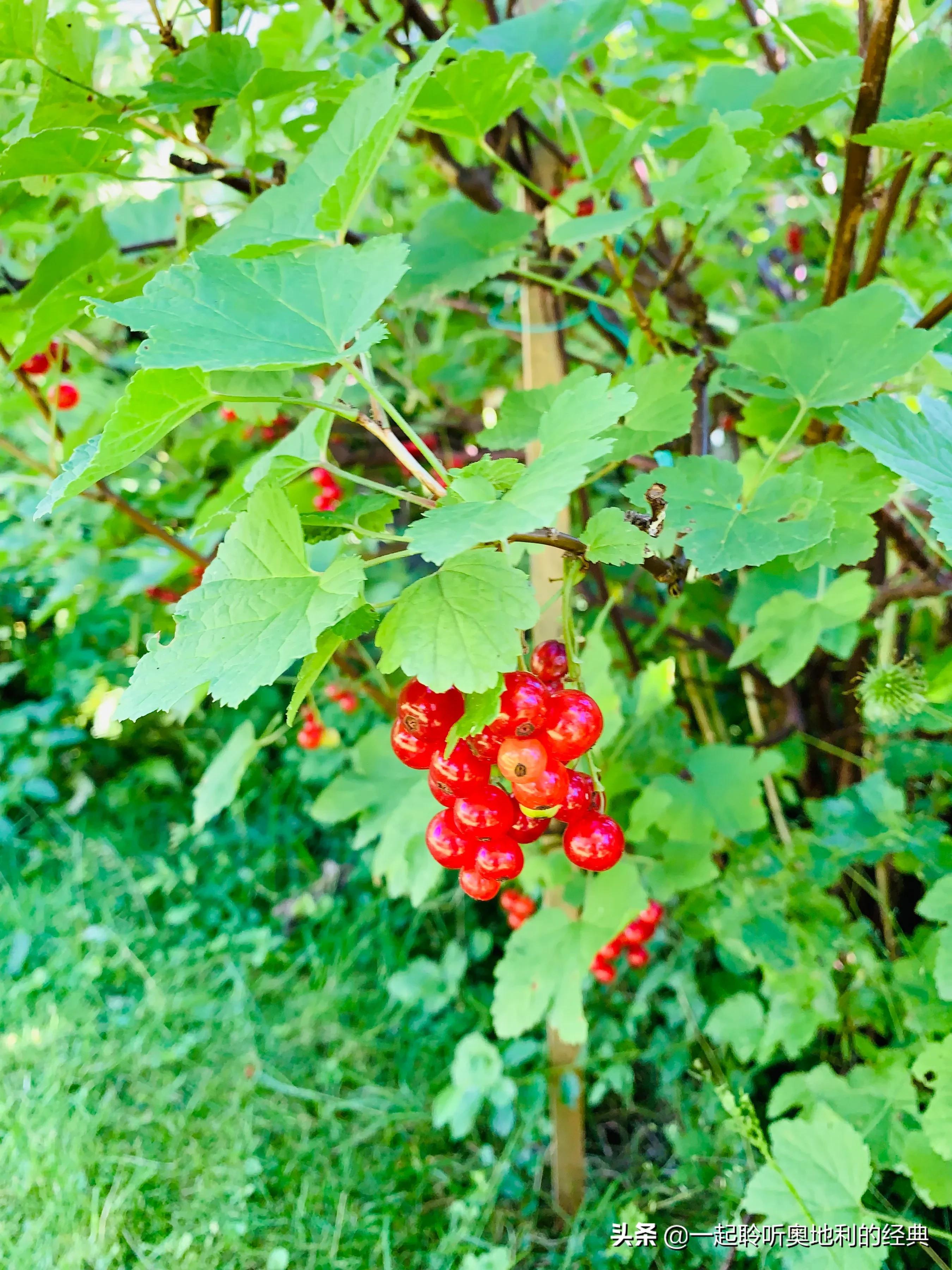 如何装修入户花园，让你在家中也能享受到花园的乐趣（花园采摘乐趣多）-第2张图片-拓城游