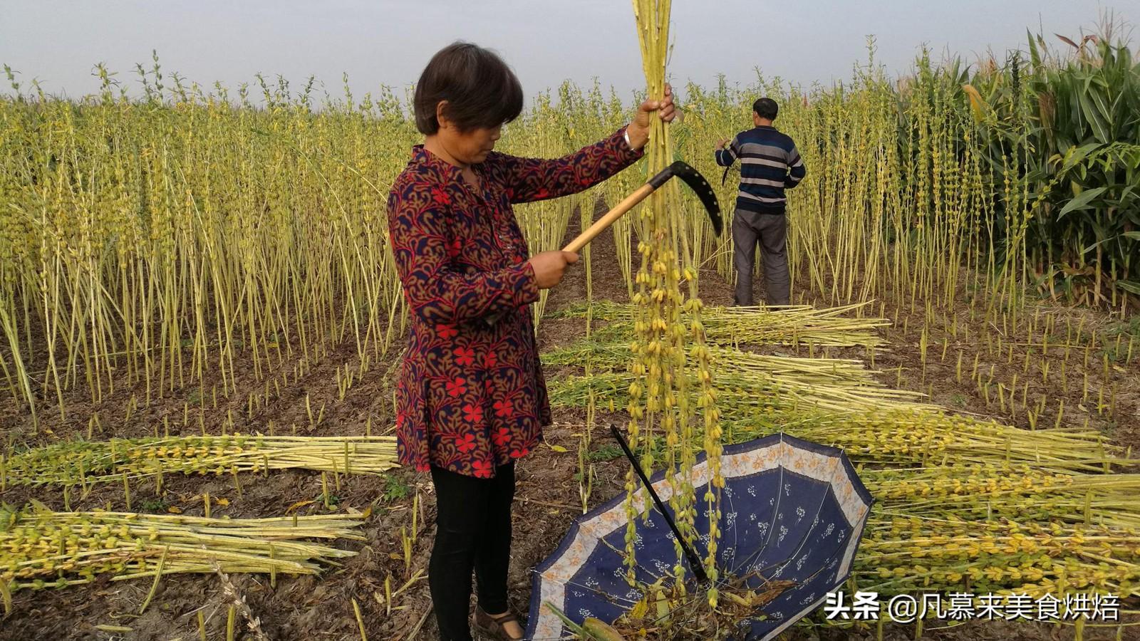 香油是什么（香油是什么油？磨香油需要掺水？小磨香油是真的吗？香油的妙用）-第7张图片-拓城游