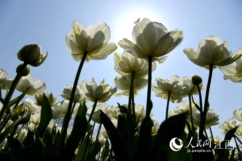 花花连连看的游戏简介（春天发来邀请函！）-第10张图片-拓城游