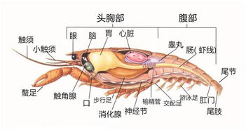 小龙虾的心脏在哪里蚂蚁庄园（小龙虾的心脏长在哪里？头部吗？蚂蚁庄园12.4最新答案）