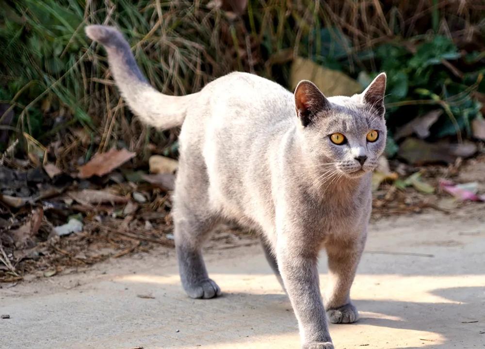 猫有九条命是真的吗（辟谣：俗话说猫有九条命，多高都摔不死，猫真的摔不死吗？）-第2张图片-拓城游