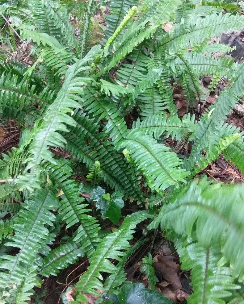 石果子的作用？（石黄皮地下果实像黄皮果，农村孩子的零食，煲汤是一绝，别挖绝了）-第3张图片-拓城游