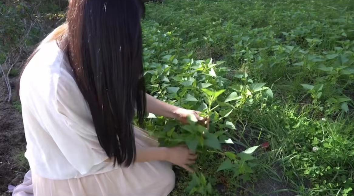 王祖贤定居哪里（王祖贤在温哥华种地，穿白裙跪泥土地接地气，在果架穿梭模样清秀）-第2张图片-拓城游