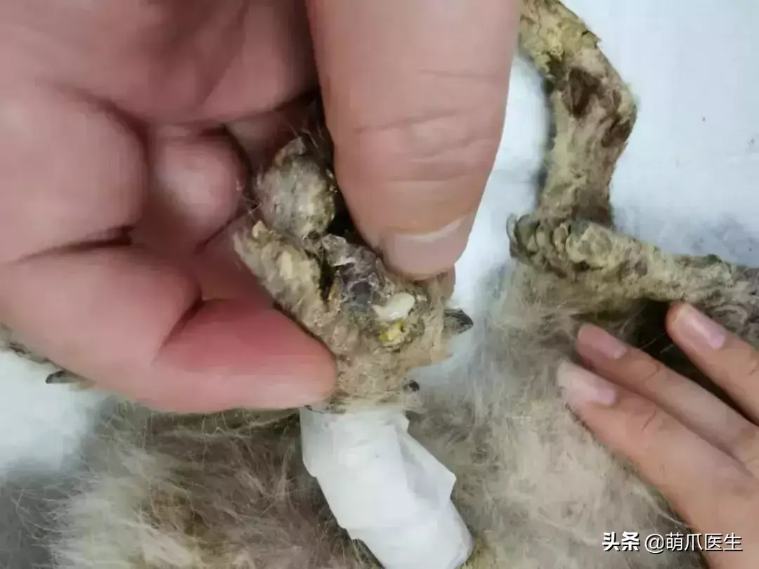 如何阻止猫咪在后院大小便 3种方法来阻止猫咪在后院大小便（准备养猫吗？教你如何辨别后院猫）-第15张图片-拓城游