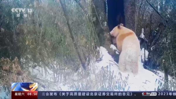 已知唯一野生白色熊猫确认为雄性这一发现有什么意义（谜底揭晓！全球唯一野生白色大熊猫的性别是）-第6张图片-拓城游