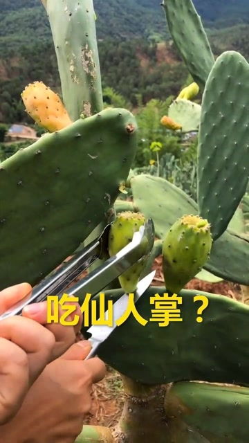 什么动物吃仙人掌都不觉得扎嘴（什么动物吃仙人掌都不觉得扎嘴 蚂蚁庄园5月25日答案今日答案）