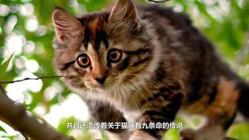 猫有九条命是真的吗（辟谣：俗话说猫有九条命，多高都摔不死，猫真的摔不死吗？）