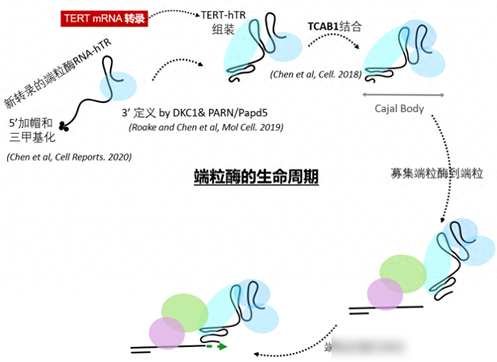 方舟生存进化怎么玩 初学者必备攻略？（病毒的生存进化机制，究竟是怎样的？为什么它会越传越弱呢？）-第2张图片-拓城游