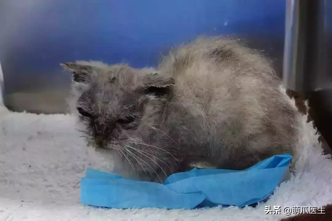 如何阻止猫咪在后院大小便 3种方法来阻止猫咪在后院大小便（准备养猫吗？教你如何辨别后院猫）-第4张图片-拓城游