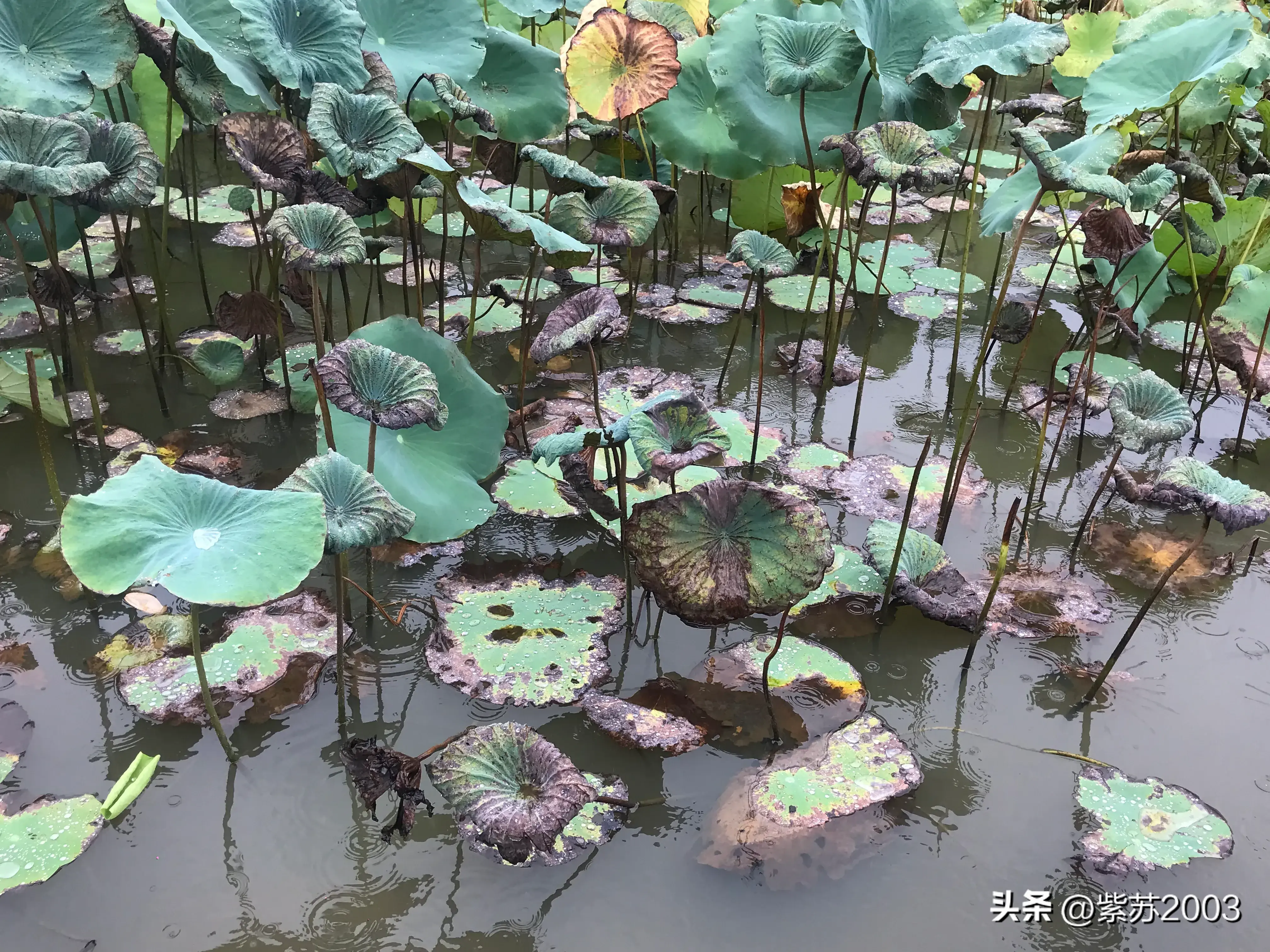 雨中漫步（雨中漫步之二）-第4张图片-拓城游