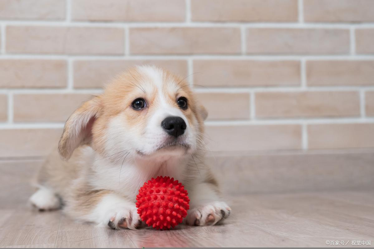 羊被冻死牧羊犬试图唤醒贴身取暖 边牧聪明又有情（羊被冻死牧羊犬试图唤醒，贴身为其取暖，狗狗真的是有情感的吗？）-第4张图片-拓城游