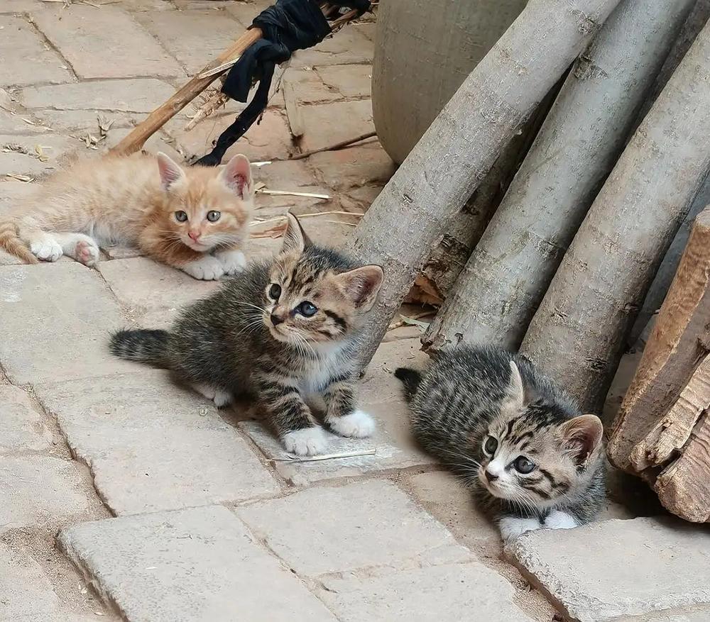 猫有九条命是真的吗（辟谣：俗话说猫有九条命，多高都摔不死，猫真的摔不死吗？）-第6张图片-拓城游